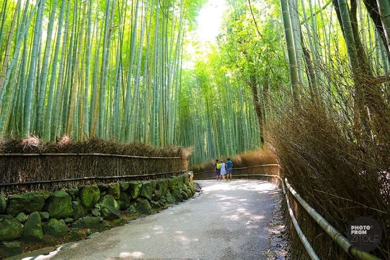 🎍 고산 죽림원 (타카야마 치쿠린엔) 이미지 1